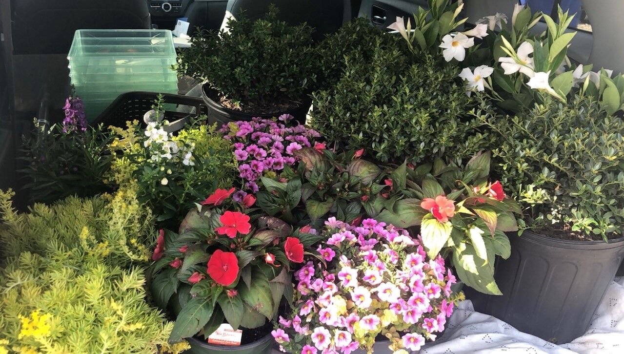 spring flowers